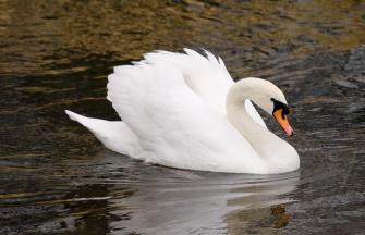 swan