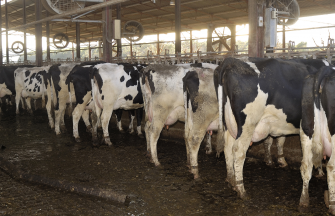 Animal Waste in a Cow Farm