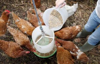 Chickens eating feed on a farm