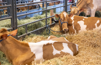 Cows laying on clean bedding in farm