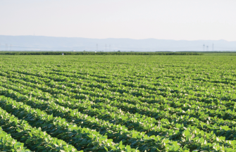 soybean field