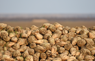 Pile of Sugar Beet after harvest