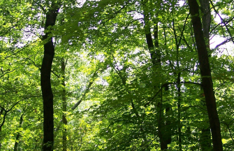 forest of green trees