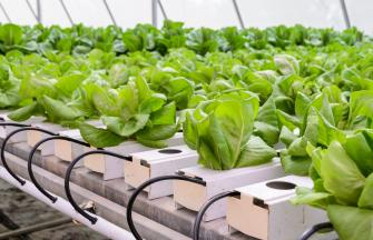 aquaponics growth 