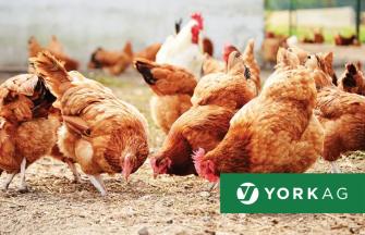 York-Ag_chickens