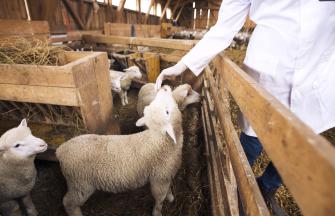 Animal_welfare_sheep