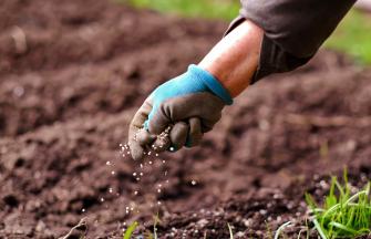 spreading calcium nitrate fertilzer