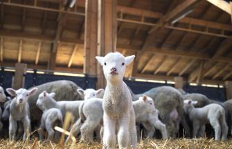 animal_baby_lamb