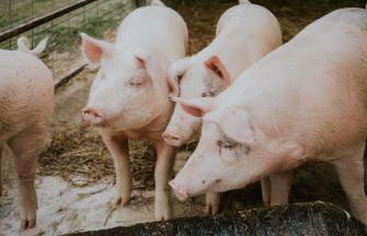 pigs in barn