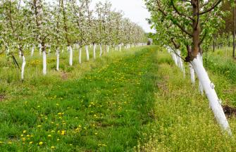 green_garden_trees