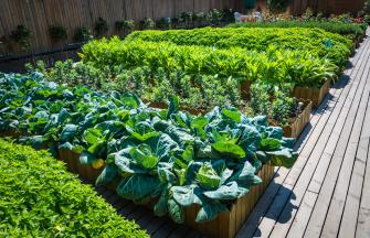 vegetables_garden