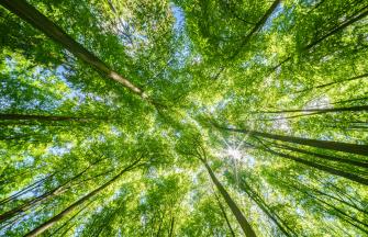 carmeuse_green_trees