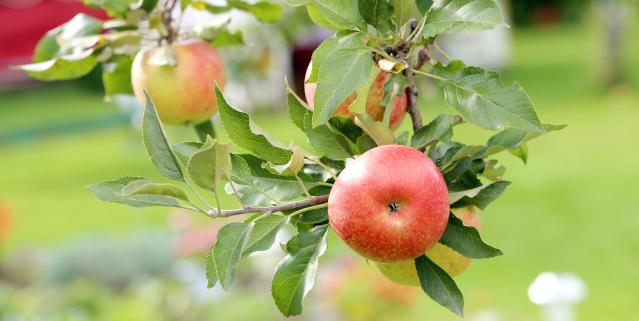 Garden_apple_tree