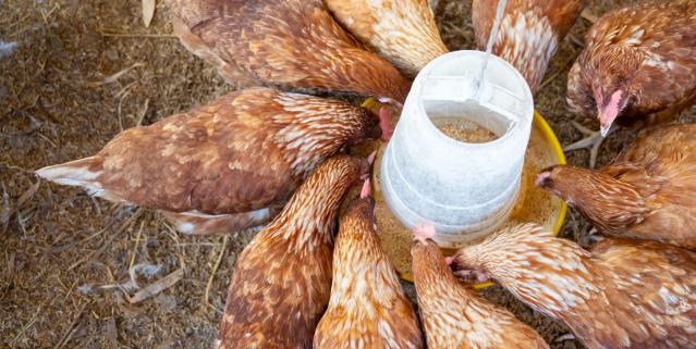 hens feeding