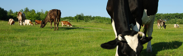 Livestock eating grass on a healthy farm