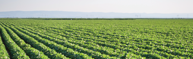 soybean field