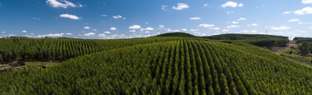 eucalyptos