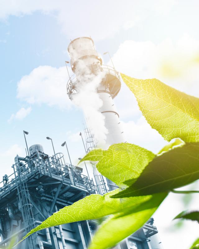 plant and environment