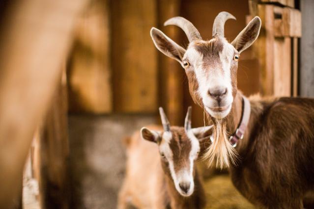 Animal_nutrition_goat