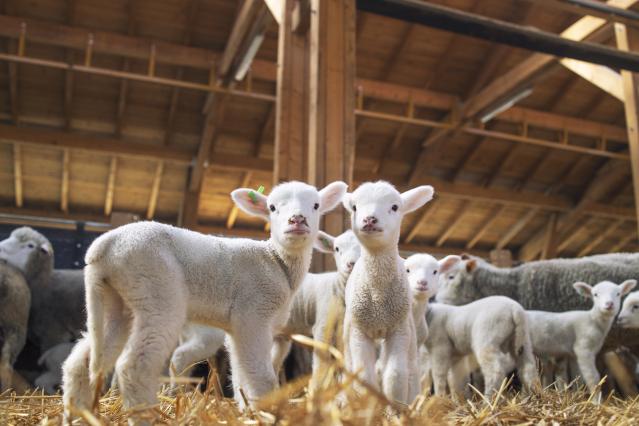 Animal_nutrition_lamb