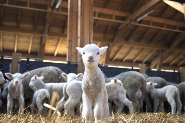 Agriculture_main_photo_lamb