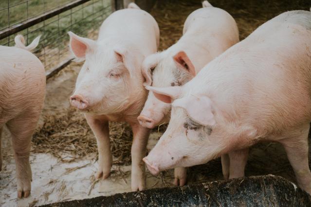 animal_care_pigs