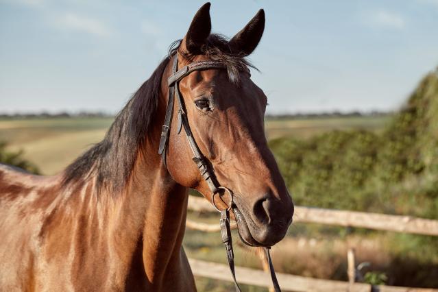 beautiful-brown-horse