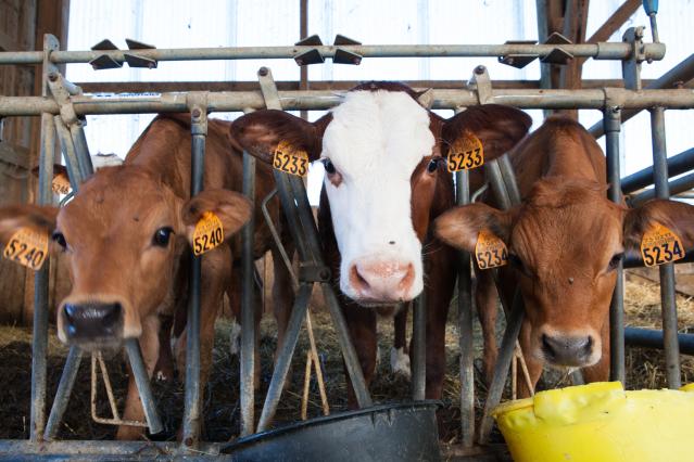 factory-milking-cows