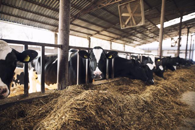 cow_farm_nutrition