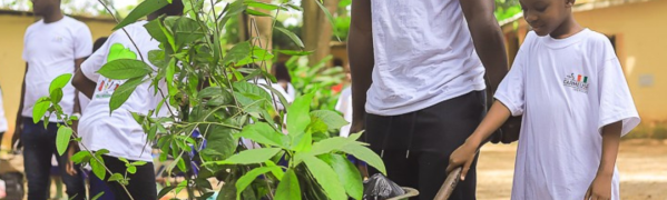 plant trees
