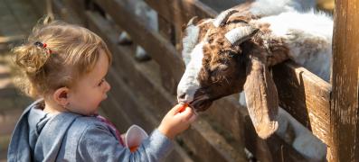 wi_county-fair_lv-1.jpg