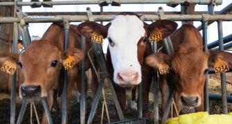 factory-milking-cows