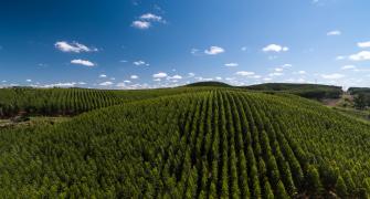 eucalyptos