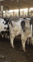Animal Waste in a Cow Farm