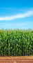 Healthy corn field