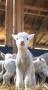 animal_baby_lamb