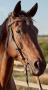 beautiful-brown-horse