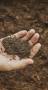 woman-holding-soil-her-hand