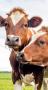 cows