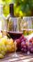wine and grapes